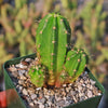 Purple Hedgehog Cactus - Echinocereus viereckii - 5