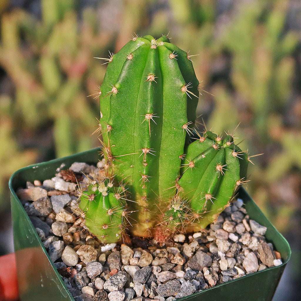 Purple Hedgehog Cactus - Echinocereus viereckii - 5