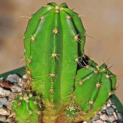 Purple Hedgehog Cactus - Echinocereus viereckii - 6