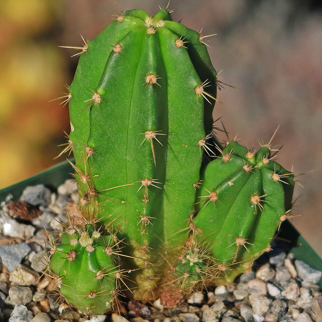 Purple Hedgehog Cactus - Echinocereus viereckii - 8