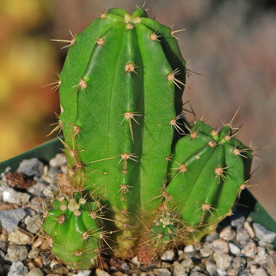 Purple Hedgehog Cactus - Echinocereus viereckii - 8