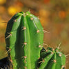 Purple Hedgehog Cactus - Echinocereus viereckii - 3