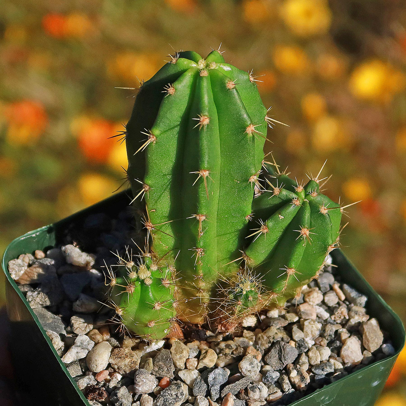 Purple Hedgehog Cactus - Echinocereus viereckii - 7
