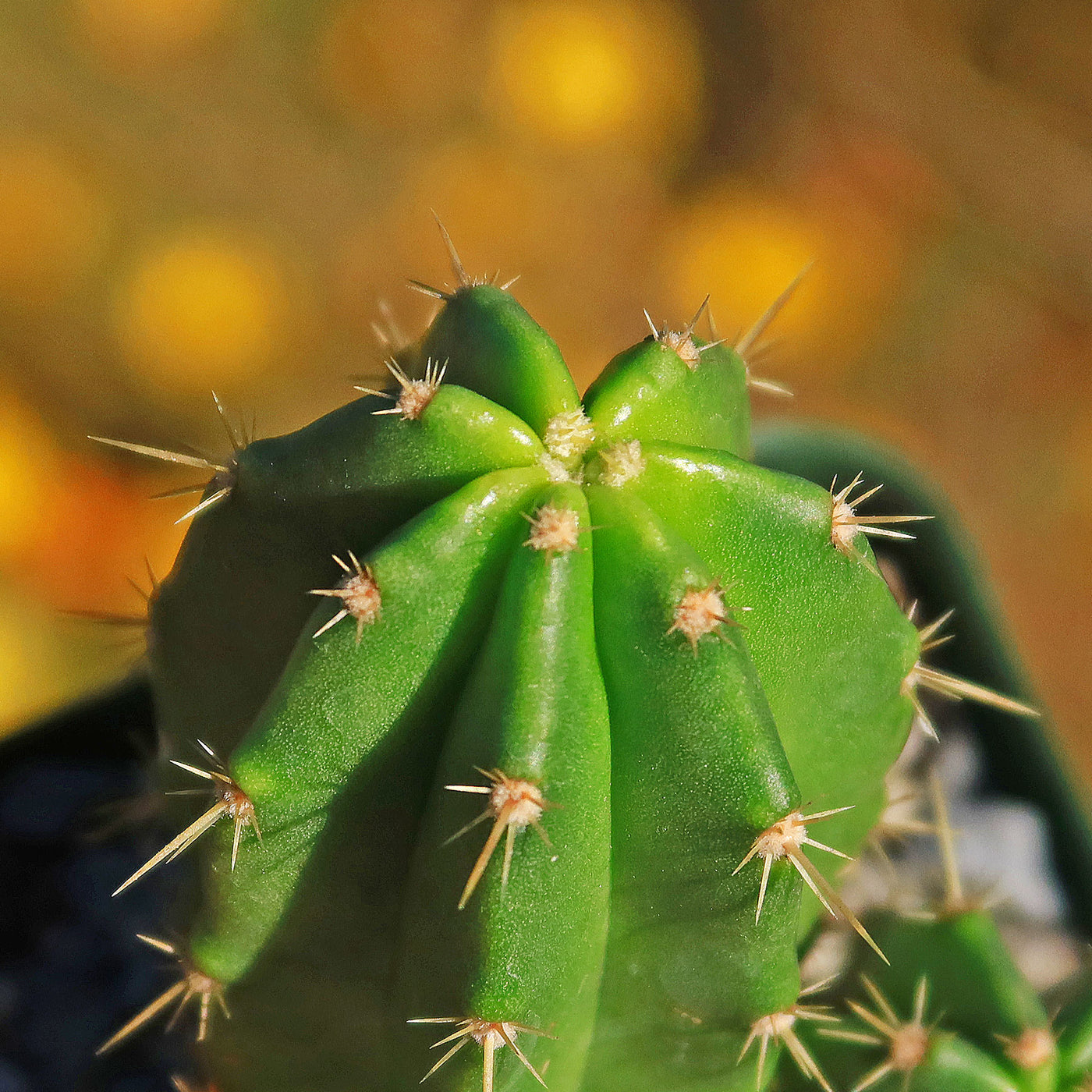 Purple Hedgehog Cactus - Echinocereus viereckii - 4