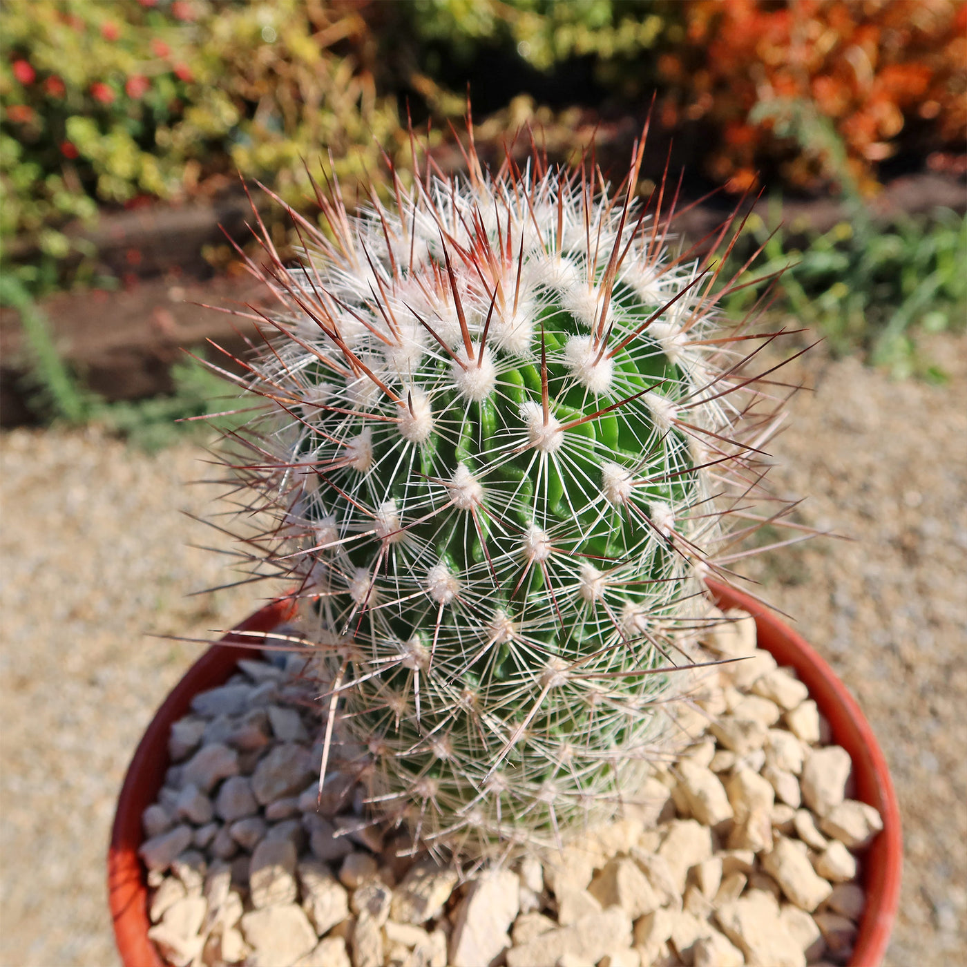 Echinofossulocactus zacatecasensis