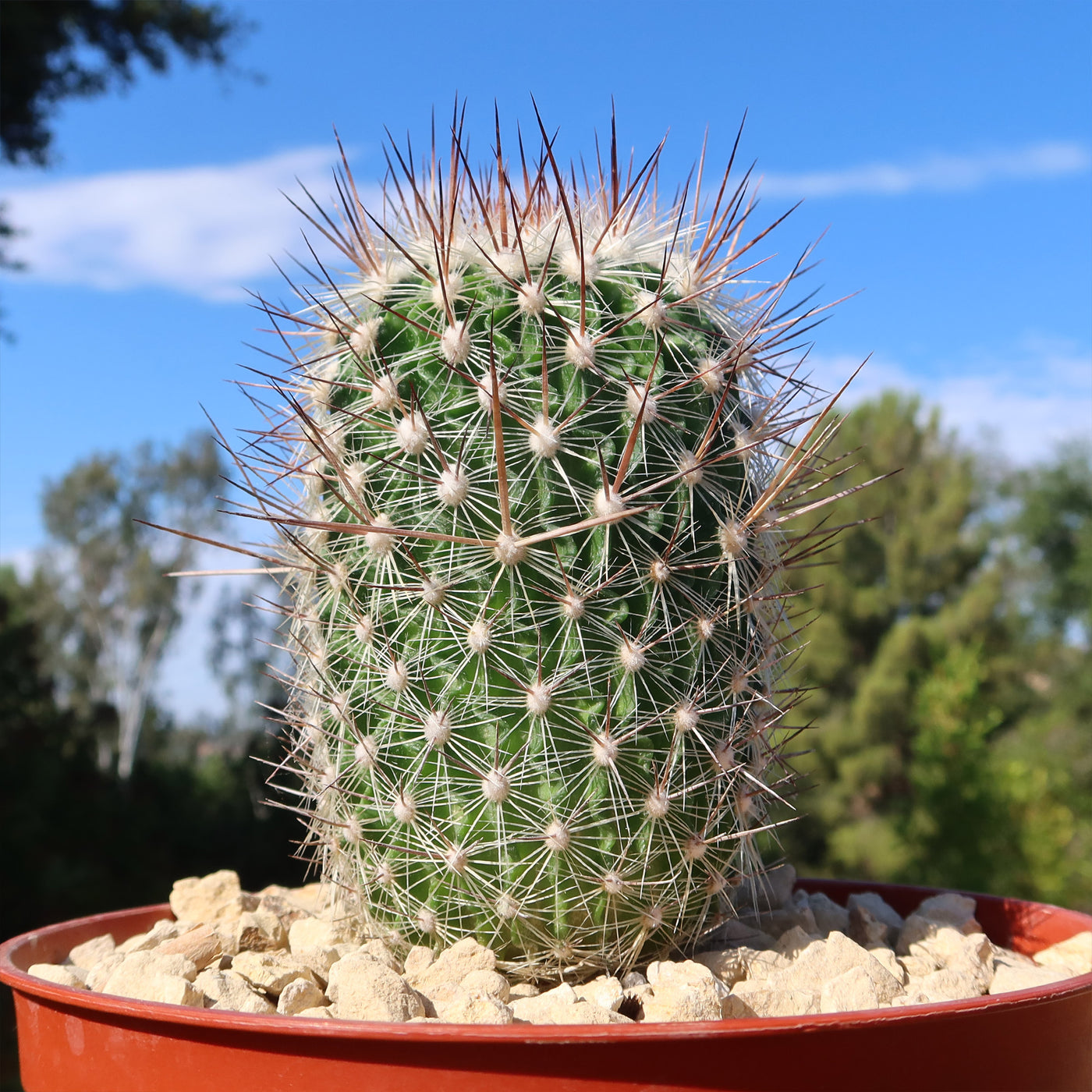 Echinofossulocactus zacatecasensis