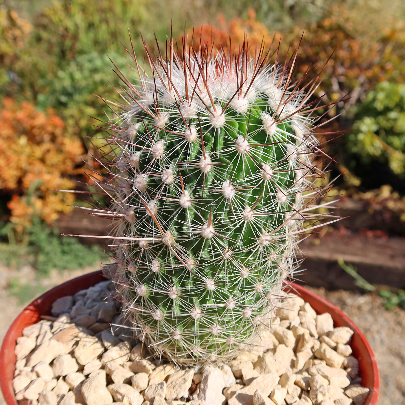 Echinofossulocactus zacatecasensis