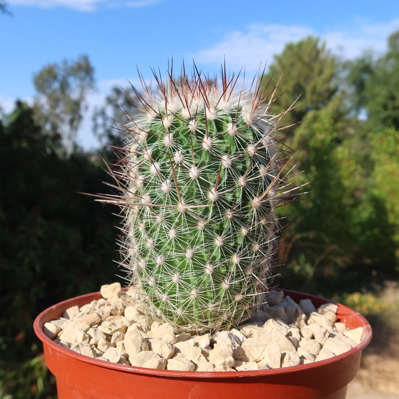 Echinofossulocactus zacatecasensis