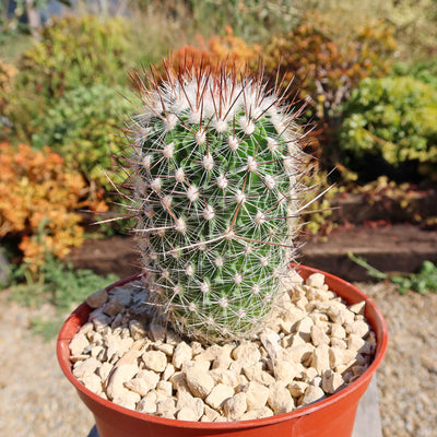 Echinofossulocactus zacatecasensis