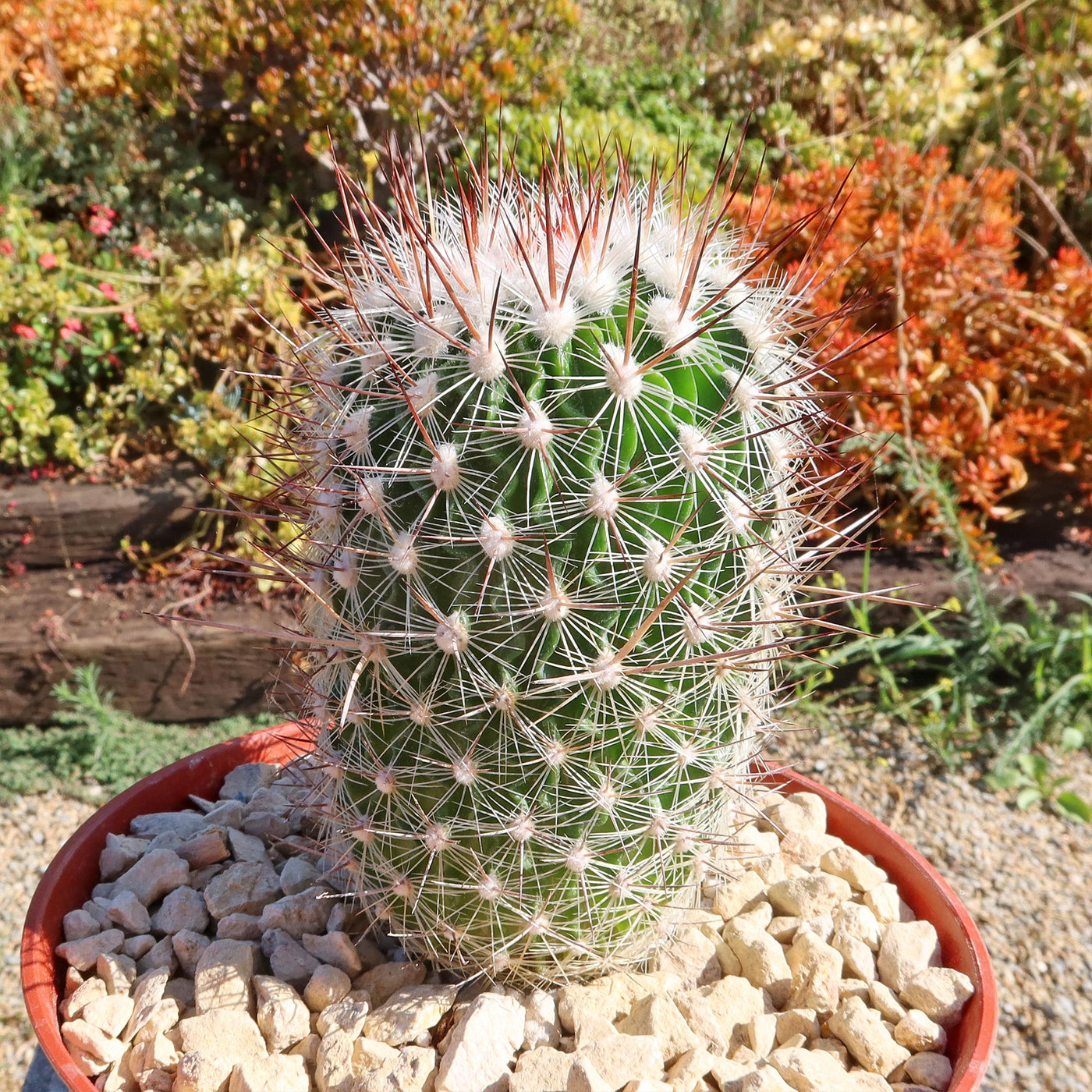 Echinofossulocactus zacatecasensis