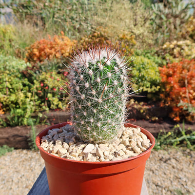 Echinofossulocactus zacatecasensis