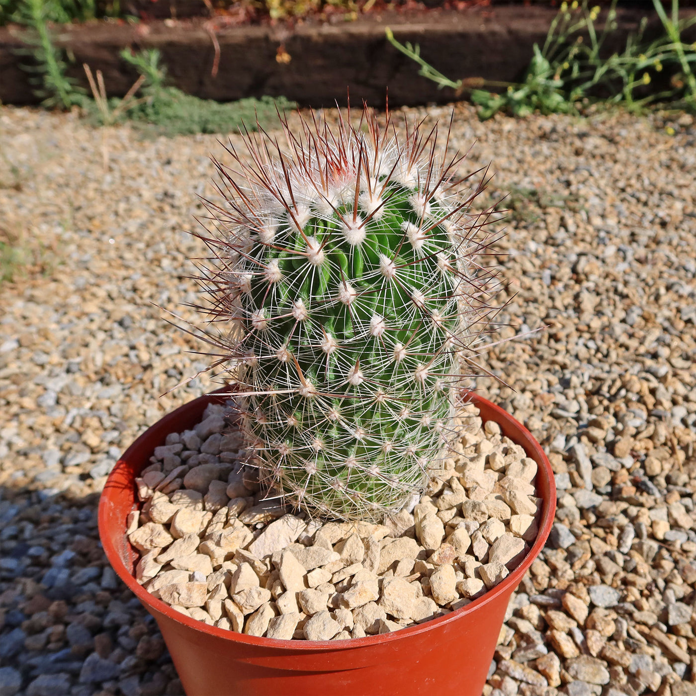 Echinofossulocactus zacatecasensis