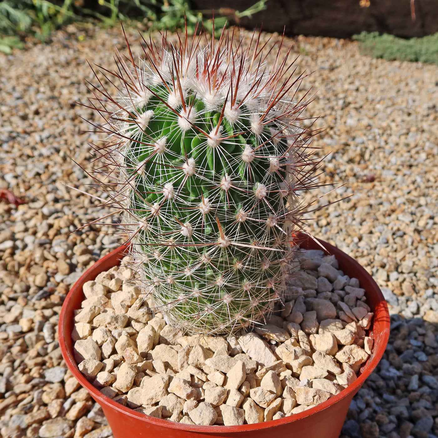 Echinofossulocactus zacatecasensis