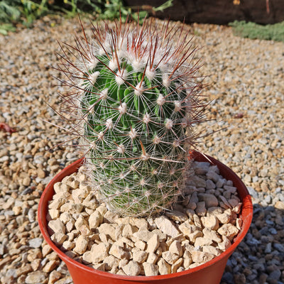 Echinofossulocactus zacatecasensis