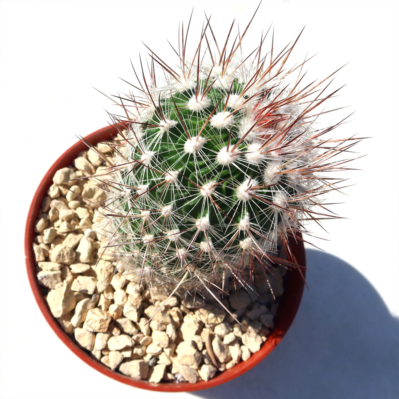 Echinofossulocactus zacatecasensis