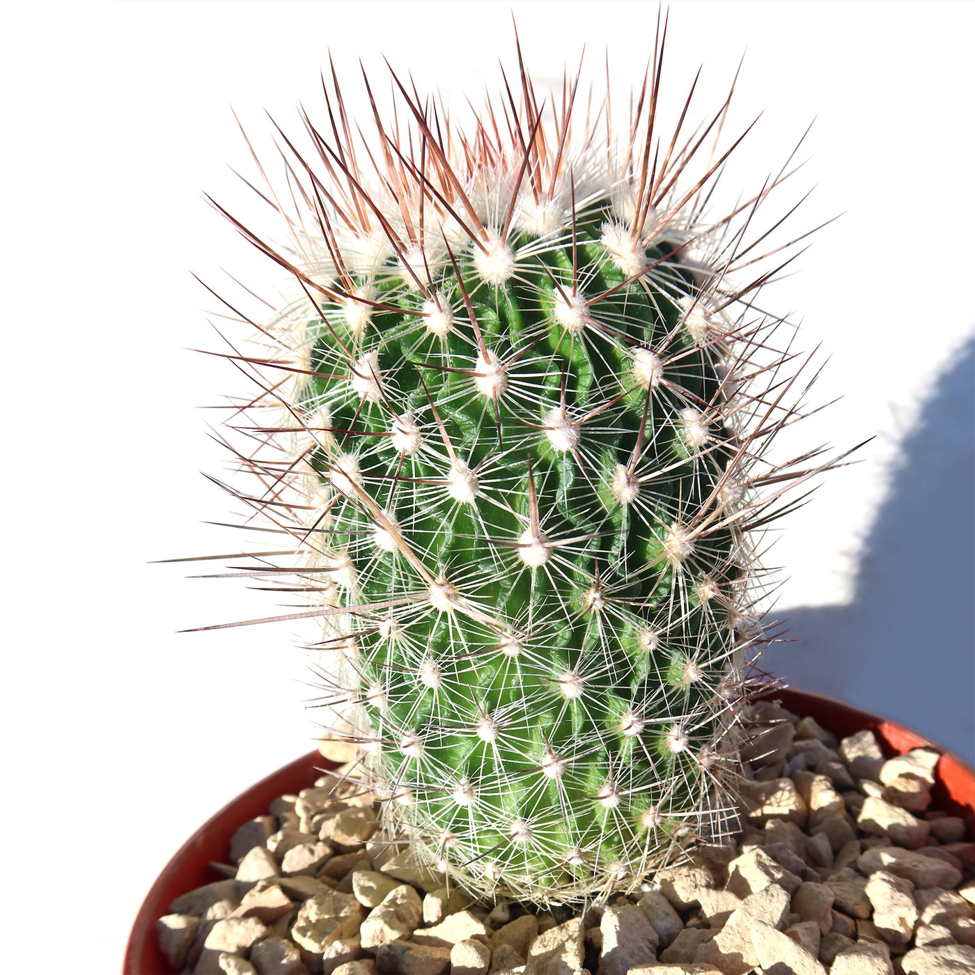 Echinofossulocactus zacatecasensis