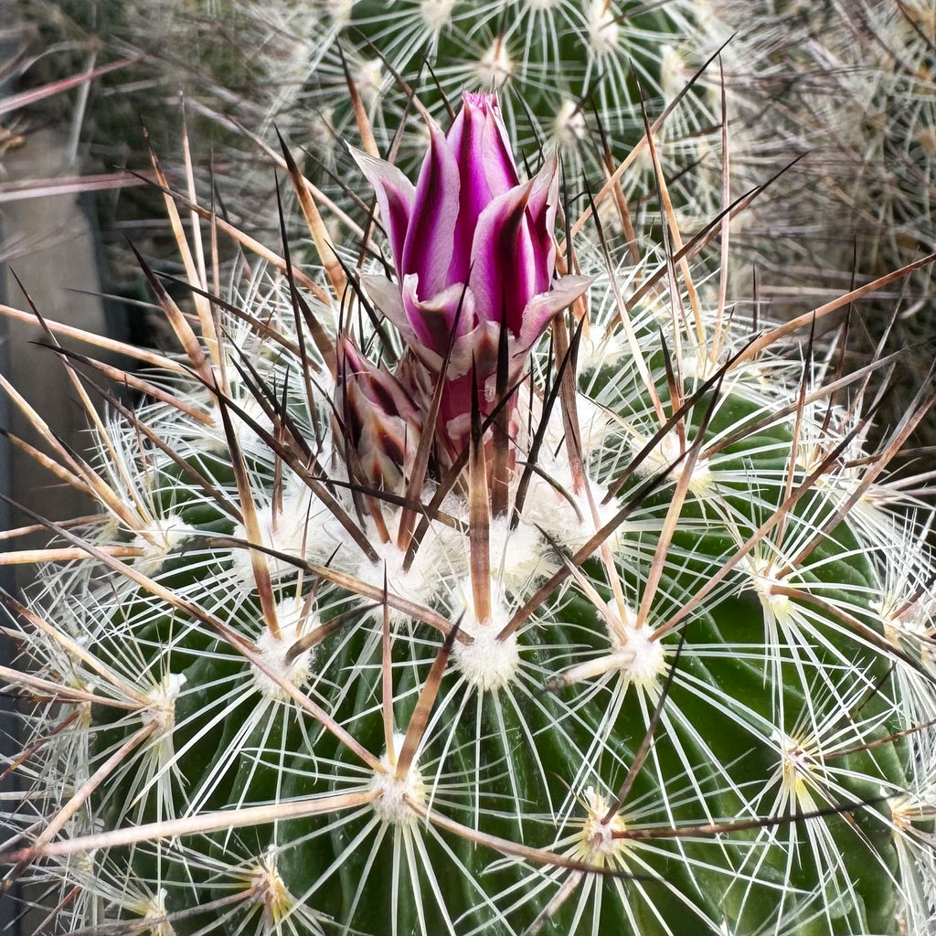 Echinofossulocactus zacatecasensis