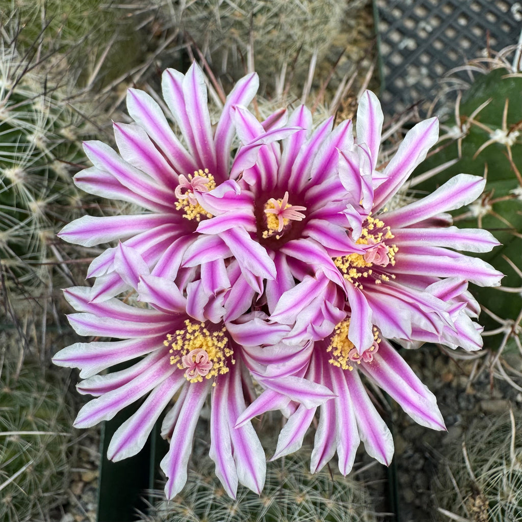 Echinofossulocactus zacatecasensis
