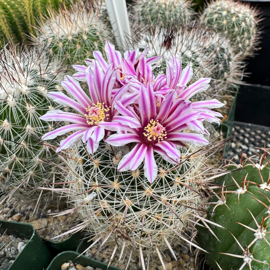 Echinofossulocactus zacatecasensis
