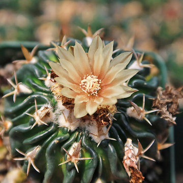 cactus v Echinofossulocactus phyllacanthus v. violaciflora – Planet Desert