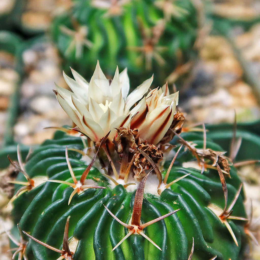 Echinofossulocactus phyllacanthus v. violaciflora
