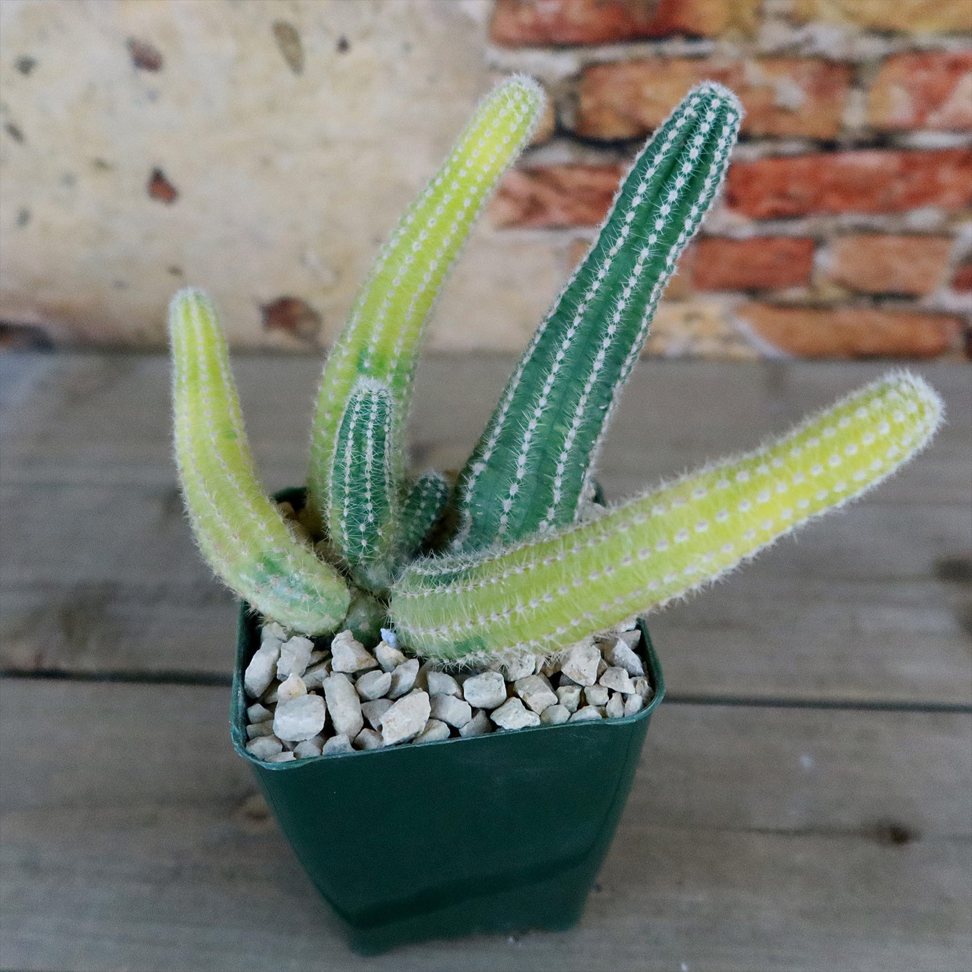 Variegated Peanut Cactus ‘ Echinopsis chamaecereus Variegata’