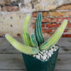 Variegated Peanut Cactus ‘ Echinopsis chamaecereus Variegata’