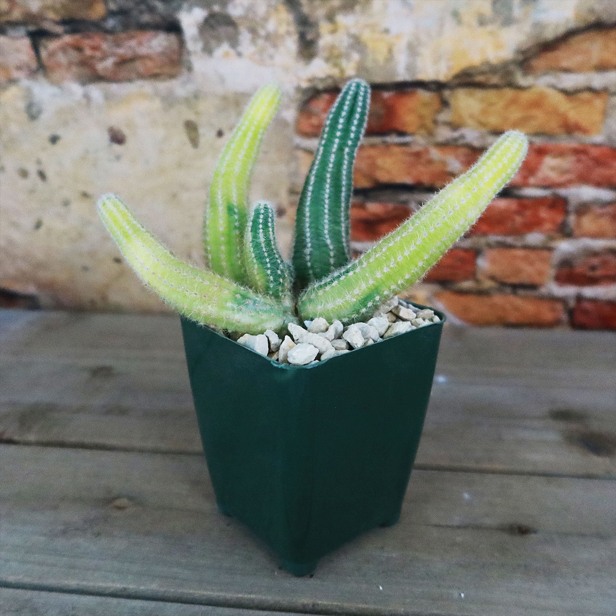 Variegated Peanut Cactus ‘ Echinopsis chamaecereus Variegata’