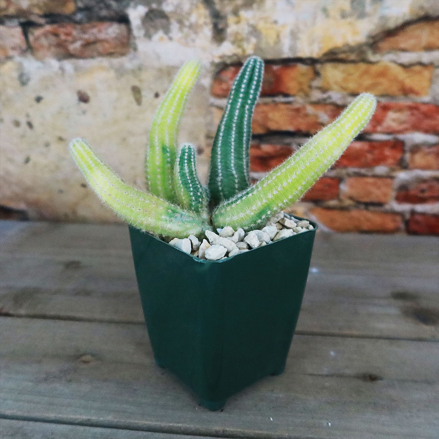 Variegated Peanut Cactus ‘ Echinopsis chamaecereus Variegata’