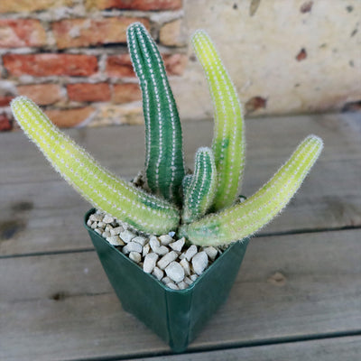 Variegated Peanut Cactus ‘ Echinopsis chamaecereus Variegata’