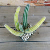 Variegated Peanut Cactus ‘ Echinopsis chamaecereus Variegata’