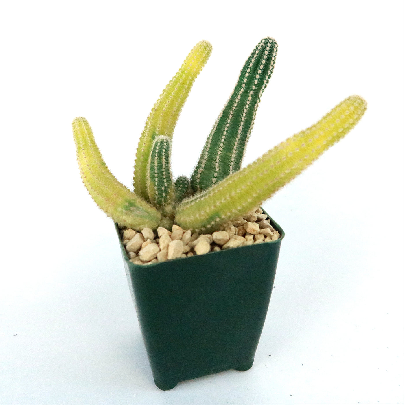 peanut succulent Shop 'Variegated Peanut Cactus' Care and Growing Guide