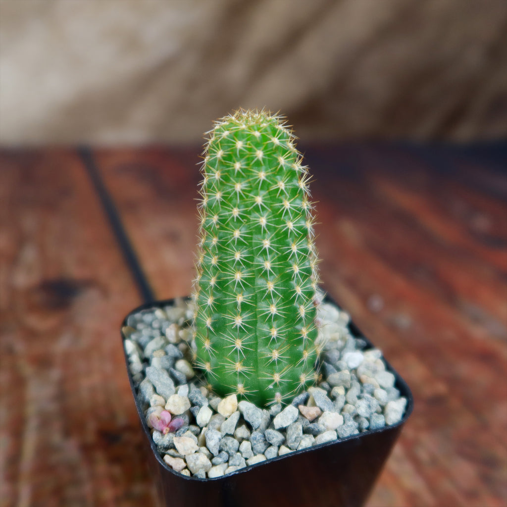 Echinopsis Rose Quartz