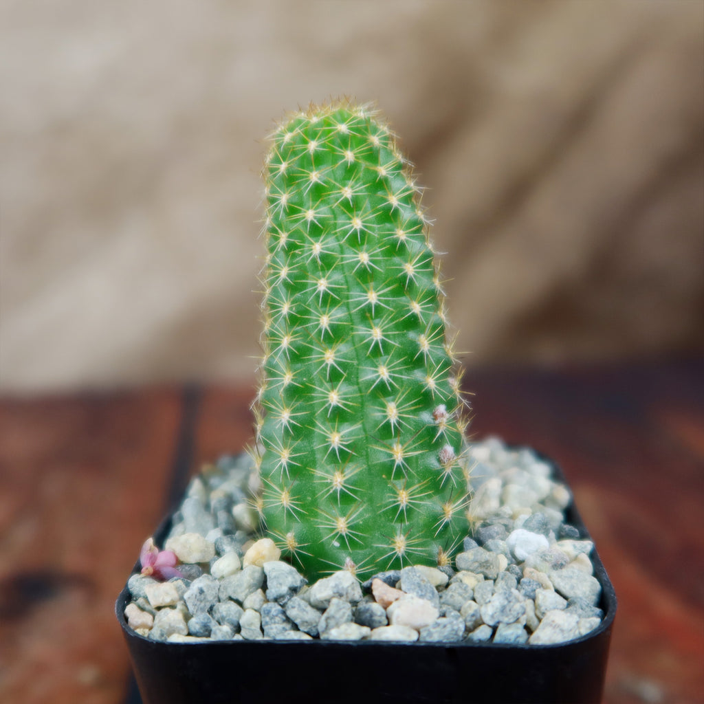 Echinopsis Rose Quartz