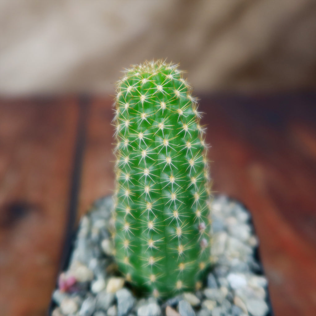 Echinopsis Rose Quartz