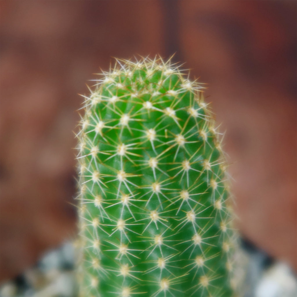 Echinopsis Rose Quartz