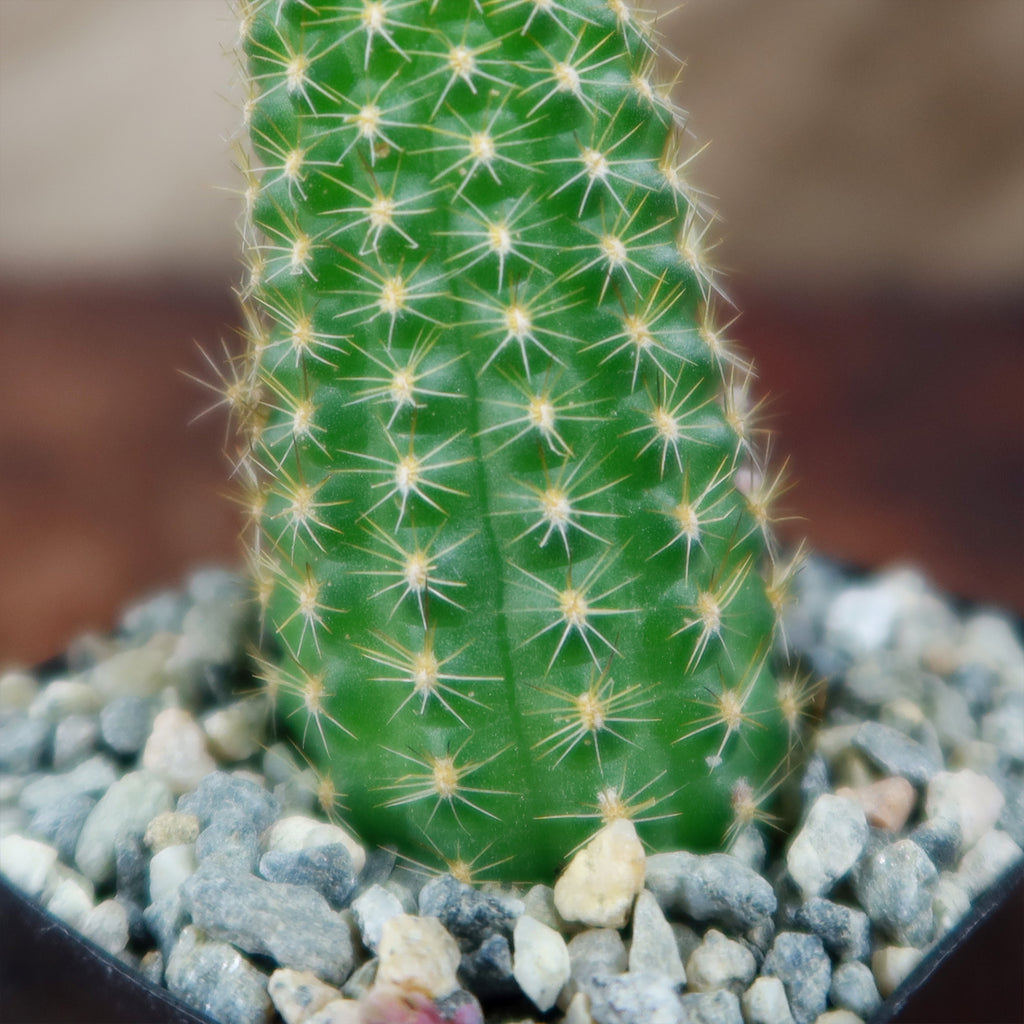 Echinopsis Rose Quartz
