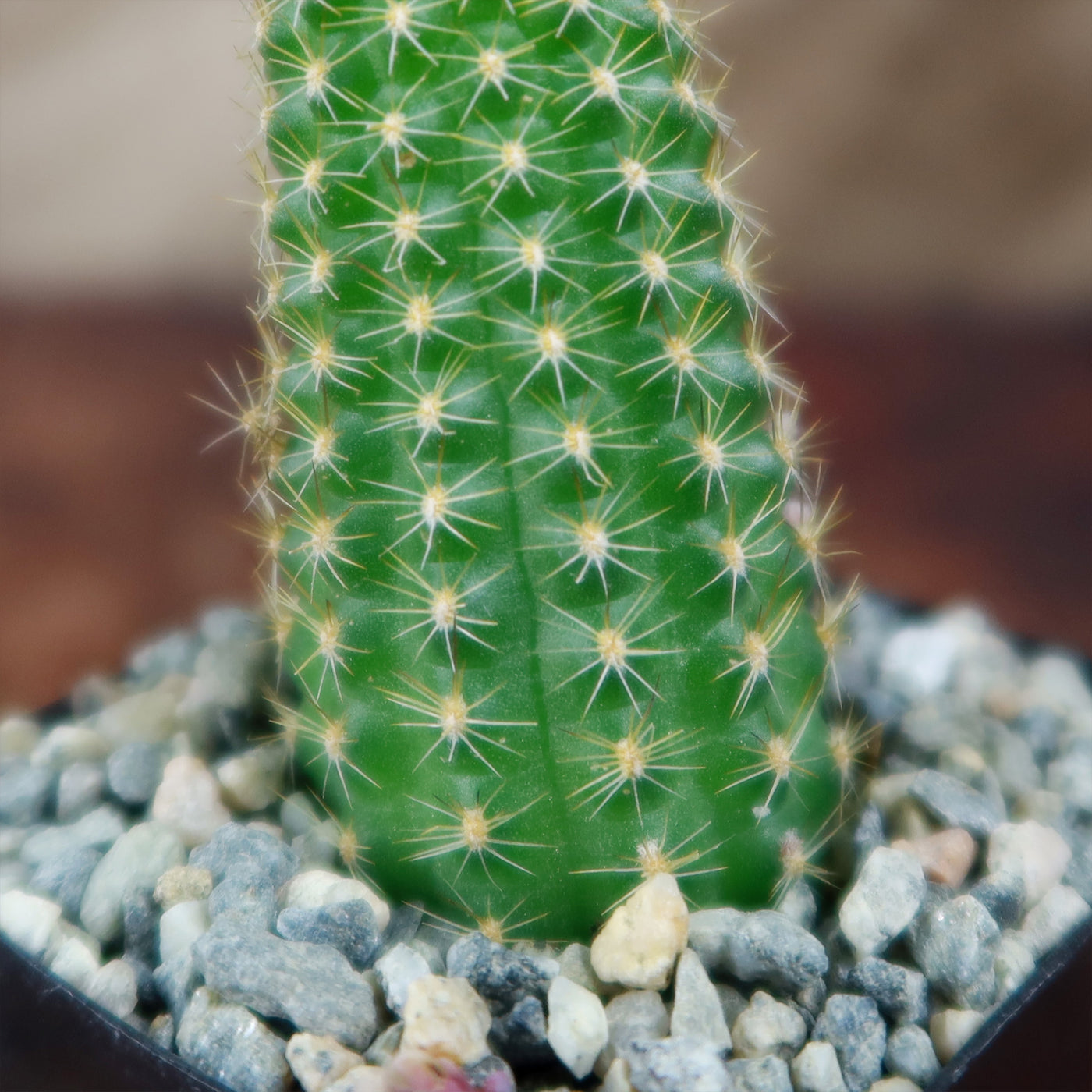 rose quartz succulent Echinopsis ‘Rose Quartz’ 4" Pot