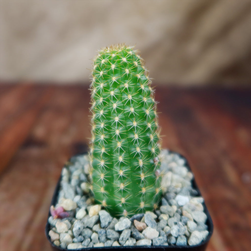 Echinopsis Rose Quartz