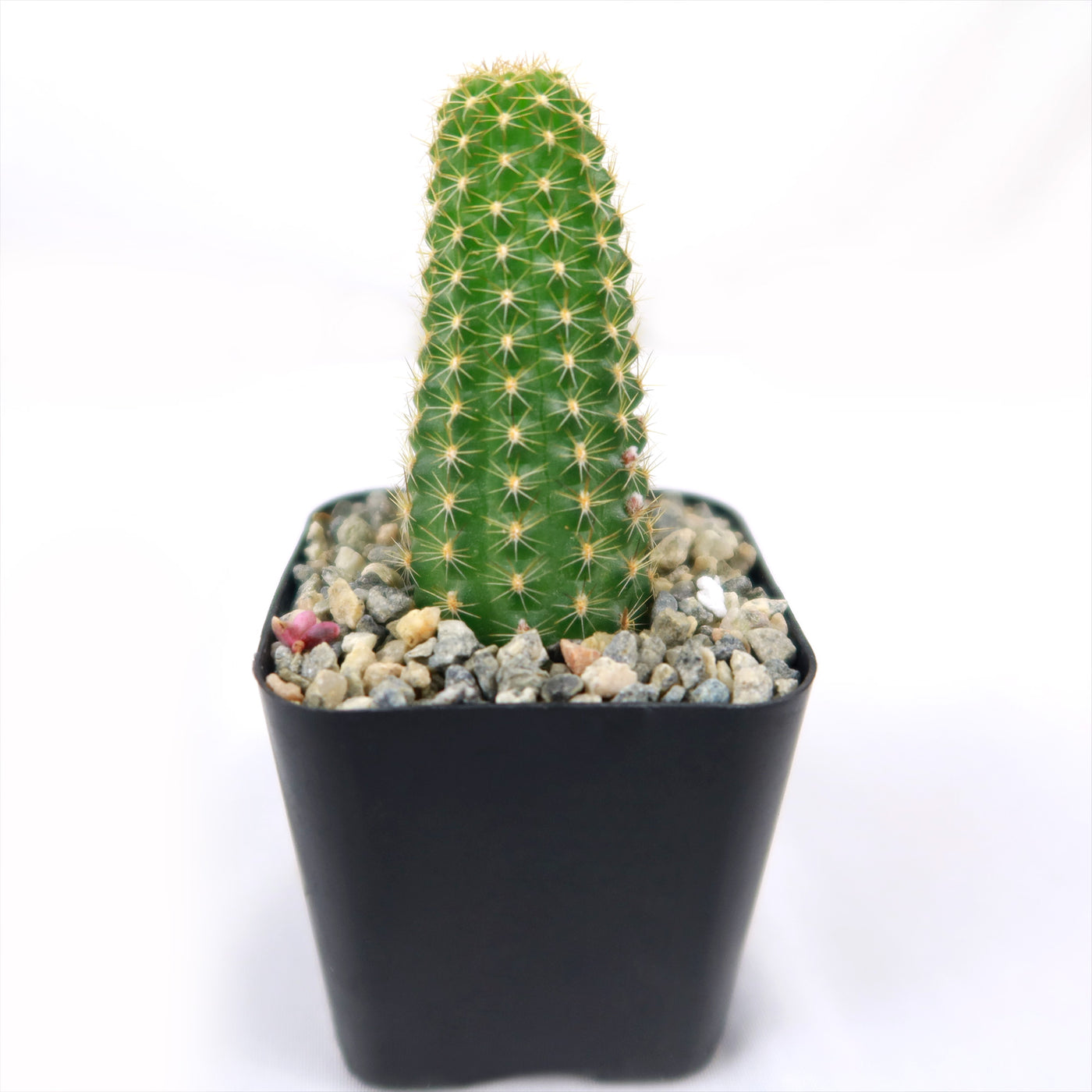 rose quartz succulent Echinopsis ‘Rose Quartz’ 4" Pot