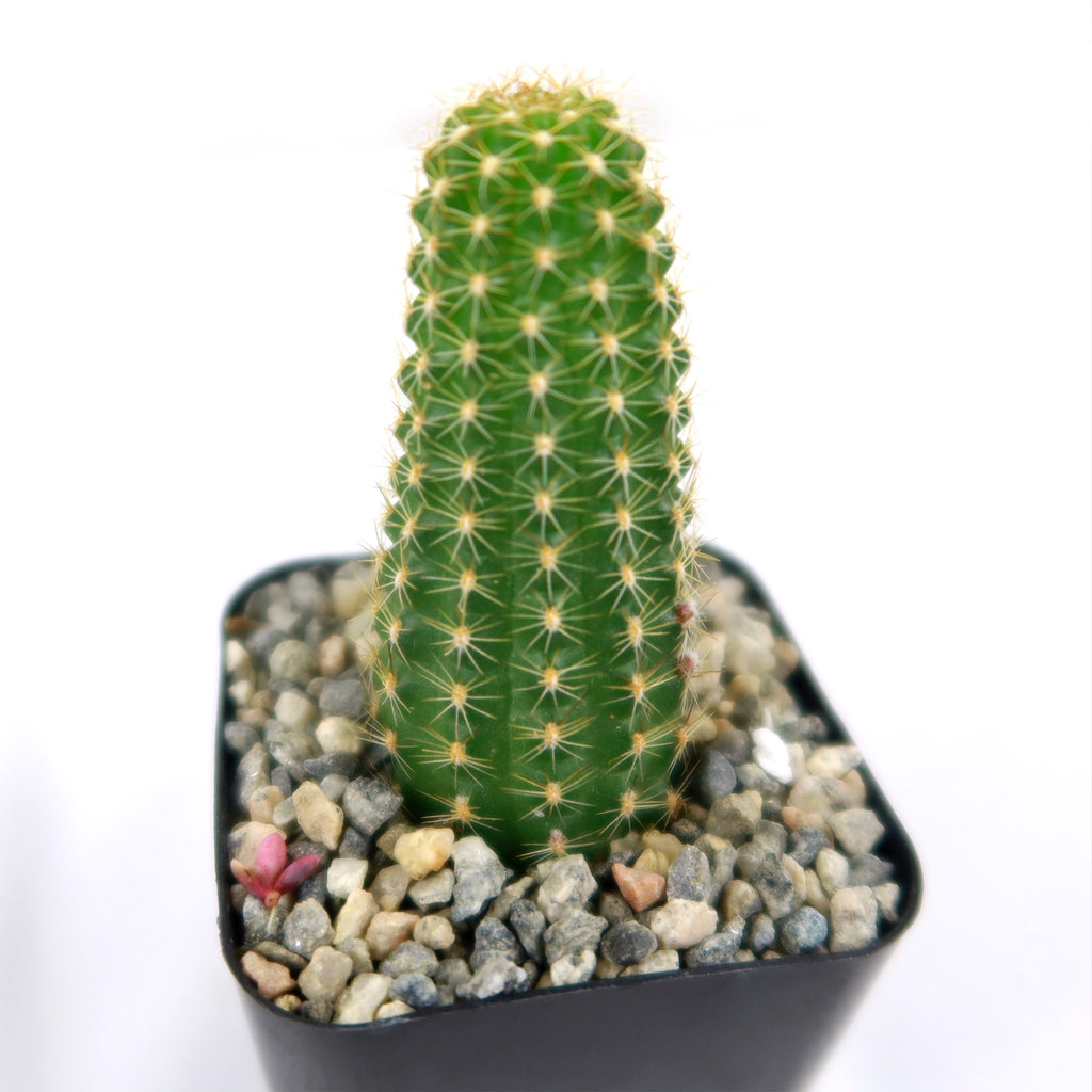 Echinopsis Rose Quartz