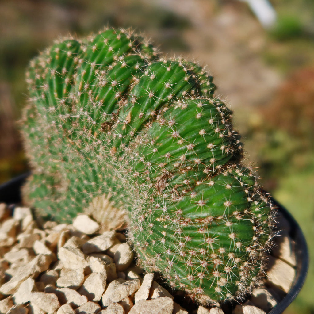 Echinopsis carterpillar crest