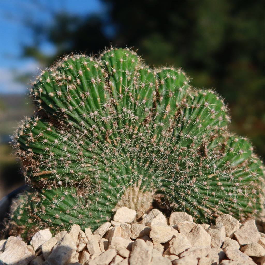 Echinopsis carterpillar crest