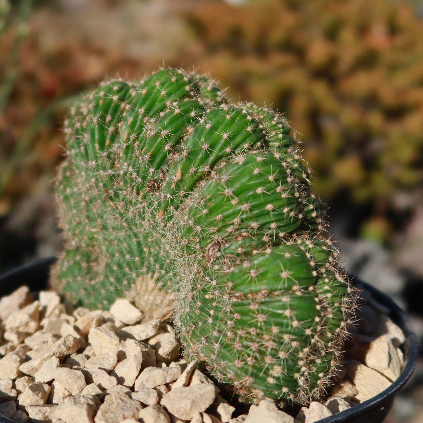 caterpillar succulents Echinopsis carterpillar crest – Planet Desert