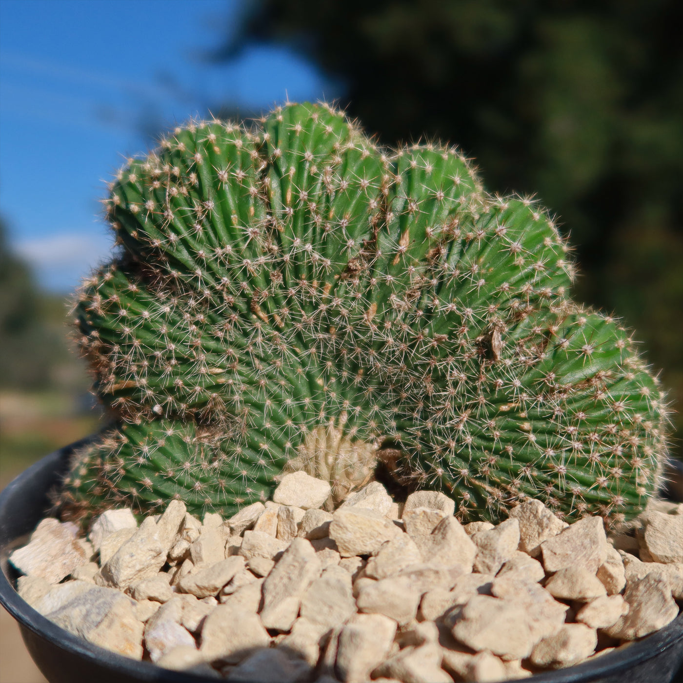 caterpillar succulents Echinopsis carterpillar crest – Planet Desert