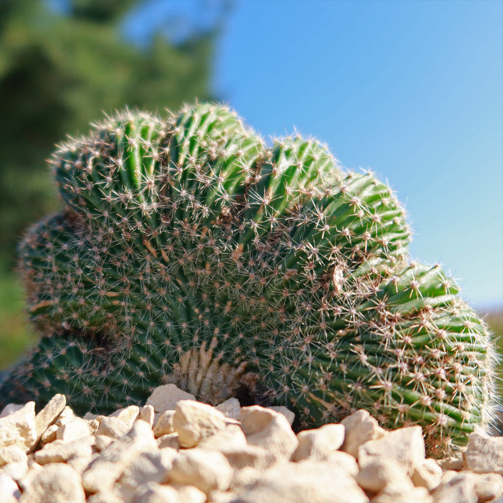 Echinopsis carterpillar crest