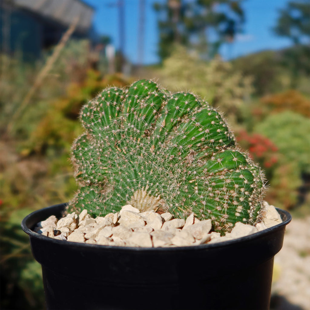 Echinopsis carterpillar crest
