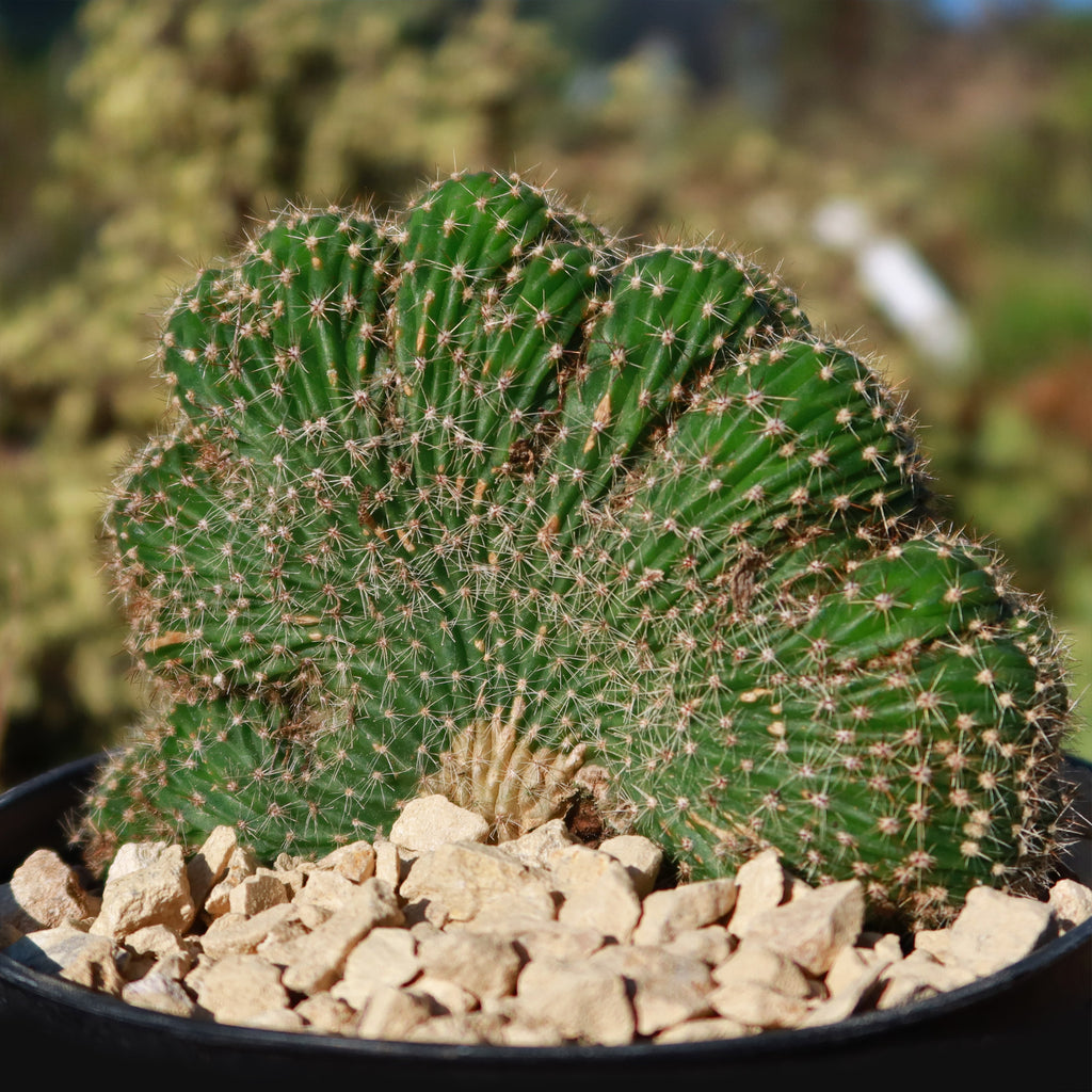 Echinopsis carterpillar crest