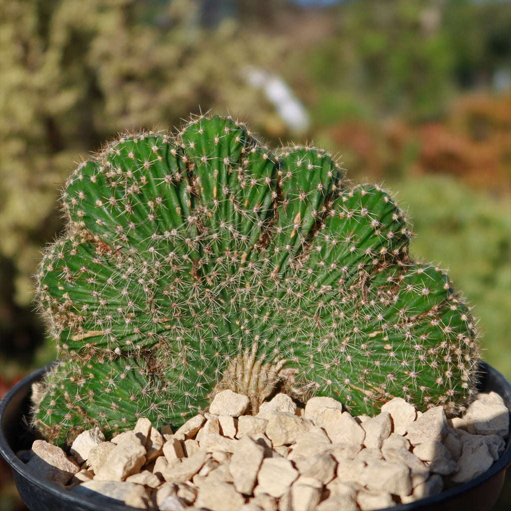 Echinopsis carterpillar crest