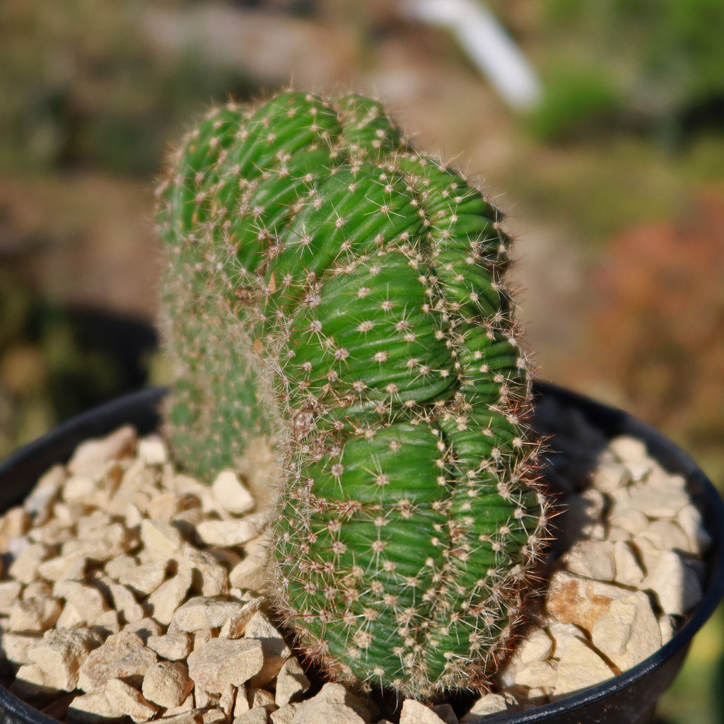 Echinopsis carterpillar crest